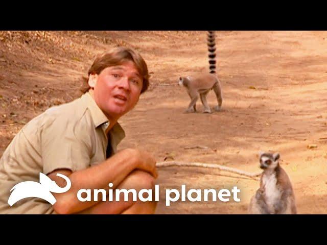 Steve Attracts Wildlife Attention Wherever He Goes! | The Crocodile Hunter | Animal Planet