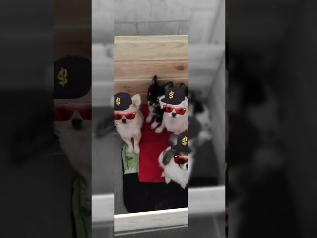 Питомник породы собак чихуахуа и Русский той Беларусь.Питомник Сожский. Чихуахуа щенок 11