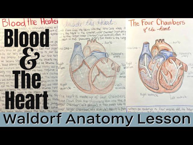 Blood and the Heart Valves | Waldorf Main Lesson Anatomy