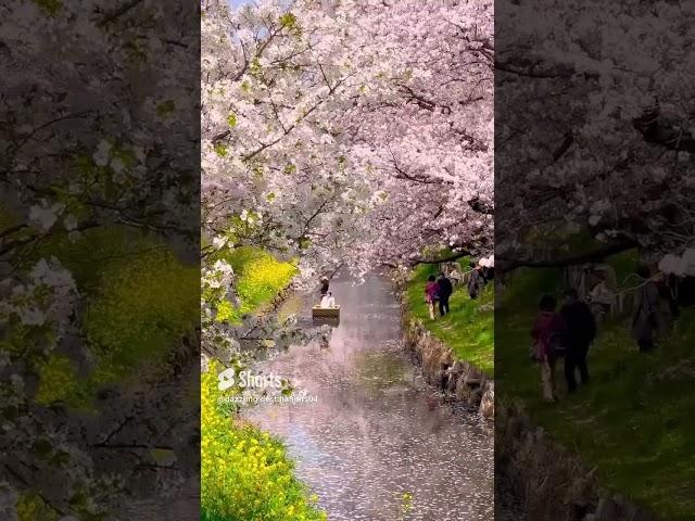 Drifting through a sea of cherry blossoms with  1min traveller in Japan #shorts