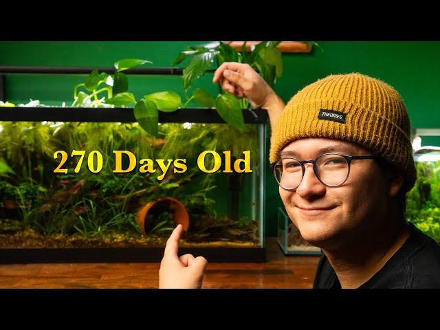 My Endler Eco-System (270 Days Later) | Water Lettuce Madness!