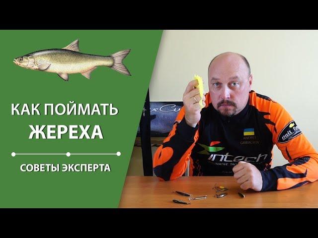 Как поймать жереха? | Советы эксперта