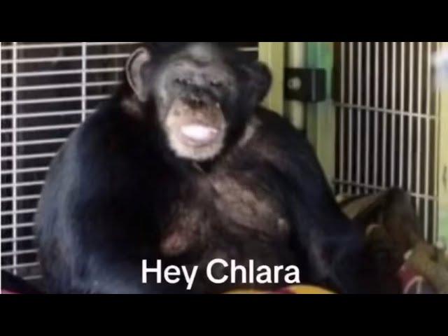 This Chimpanzee Ripped Charla’s Face Off… (Travis The Chimp)