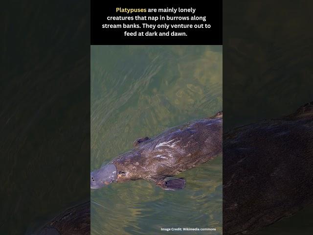 Secrets of the Platypus : Australia's Unique Mammal | Platypus Facts, Size and Habitat | 2024