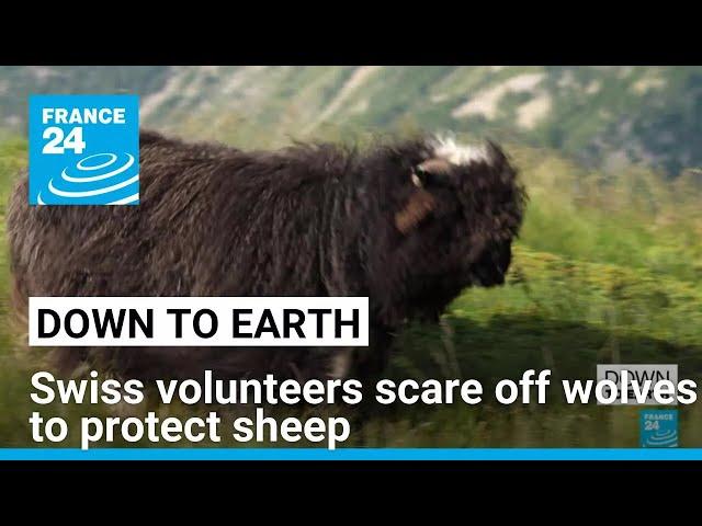 Swiss volunteers scare off wolves to protect sheep • FRANCE 24 English