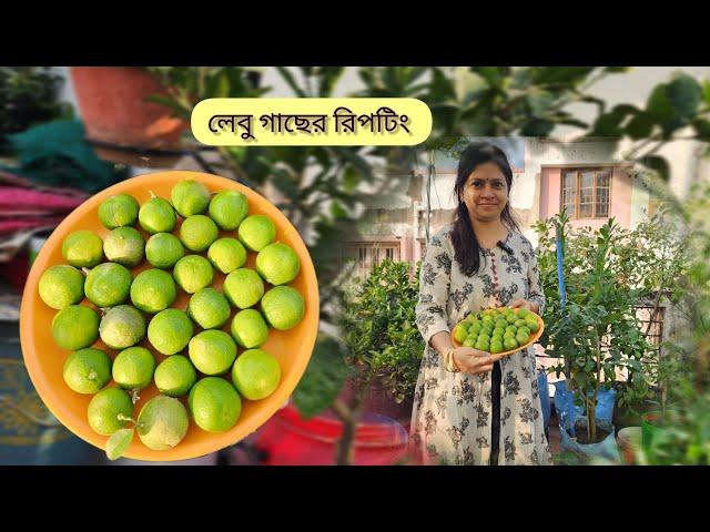 লেবুগাছের রিপটিং করে ফেলুন এখনই ঠিক এইভাবে। Citras plant repotting। Greeny Pots।