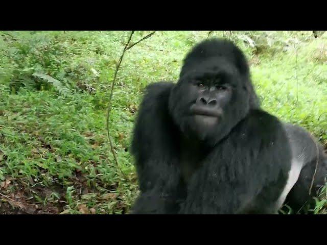 Charged by silverback gorillas in Uganda (Mgahinga)