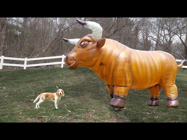 Dogs vs GIANT Things Compilation