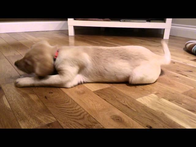 Two month old Labrador puppy plays with ice cube