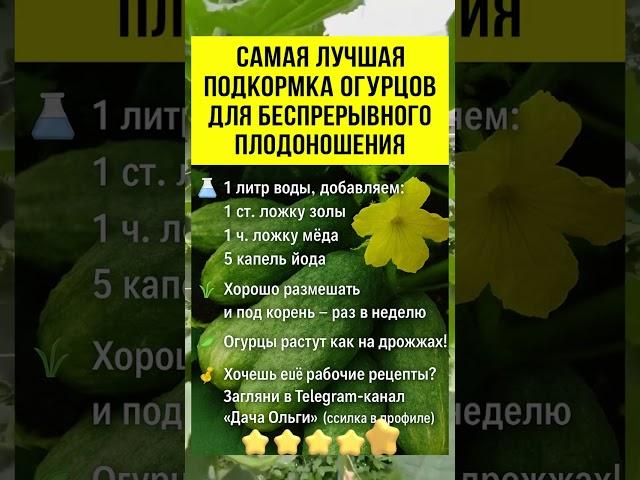 ЛУЧШАЯ ПОДКОРКА для БЕСПРИРЫВНОГО плодоношения #подкормкарассады #выращиваниеогурцов #удобрения #сад