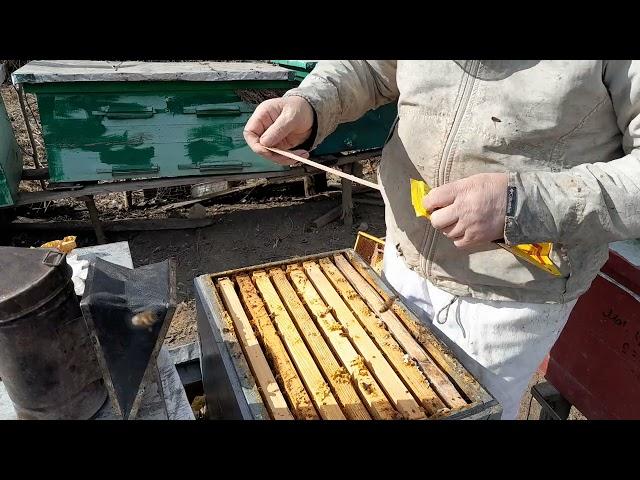 ВЕСНЯНА РЕВІЗІЯ  НА ПАСІЦІ..
