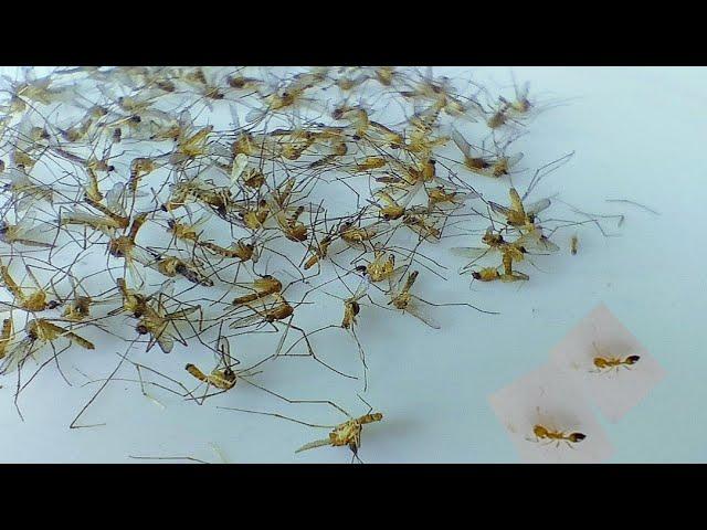 100 + mosquitos  by wild Ants/ naturescycle timelapse