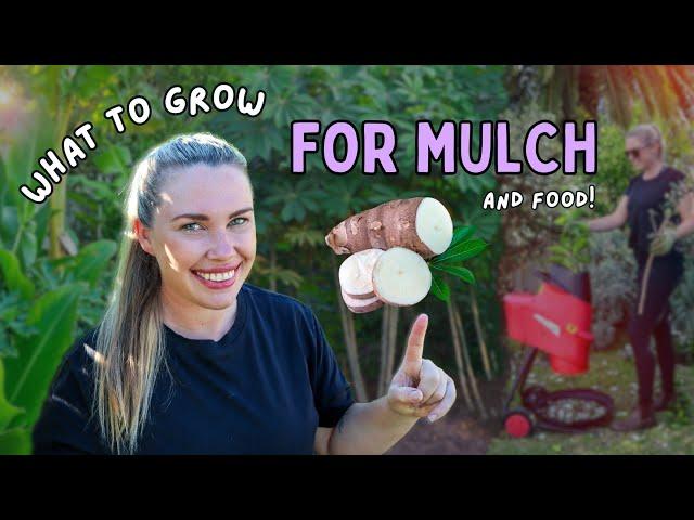 5 Edible Plants to GROW for MULCH!  perfect for improving sandy soils