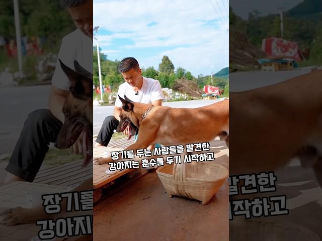 위험에 빠진 사람들을 구하는 천재견