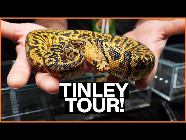 The COOLEST Reptiles in North America?! — Tinley Park NARBC