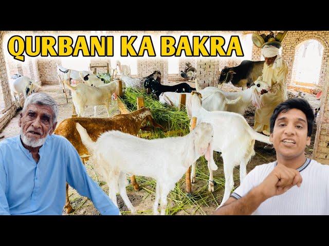 Abba Ji Qurbani Klye Bakara Leny Gye Rates Sun Kar Wapis Bhag AyeAp Bhi Is Scam Sy Bach K Rehna