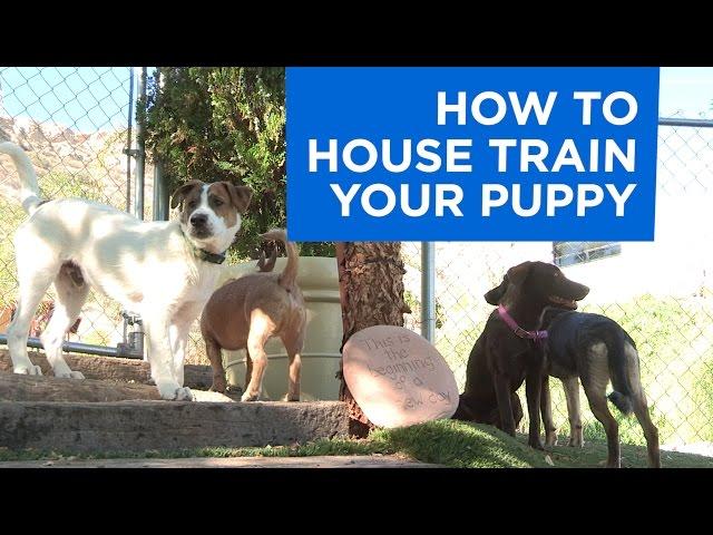 How to Potty Train Your Puppy