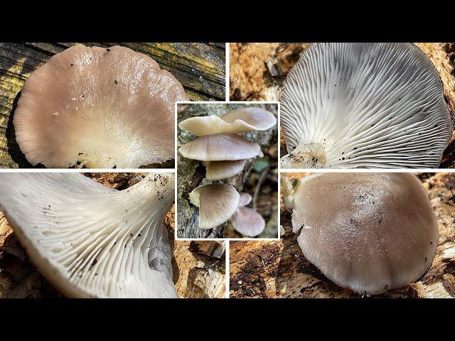 Sommer-Austernseitling Verwechslung | Zuchtform des Austernseitlings, Pleurotus ostreatus f. florida