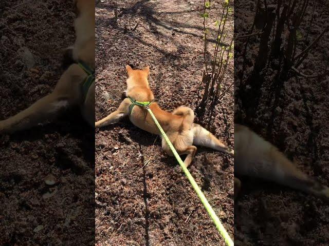 柴犬卖萌耍赖，不分地点，也不管有无同伴，自己都能耍怪自嗨