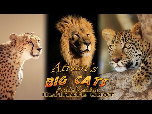 Africa’s Big Cats bow hunt - big cats challenge lions hunting documentary - US 2