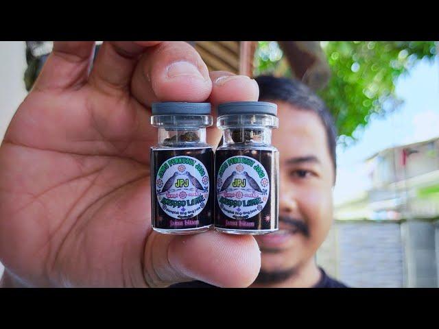 JAMU PERKUTUT REKOMENDED JOSSS!!! | Jamu sejuta burung