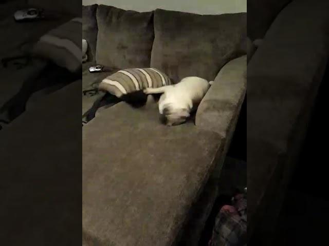 Puggo xQc Impression