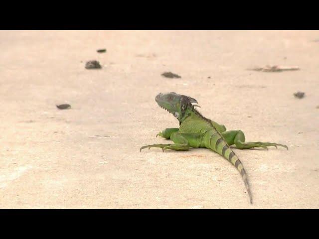Florida faces increasing issues from invasive iguanas