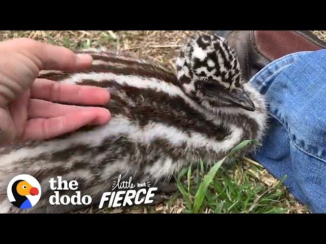 Baby Emu is 100% Perfect | The Dodo Little But Fierce