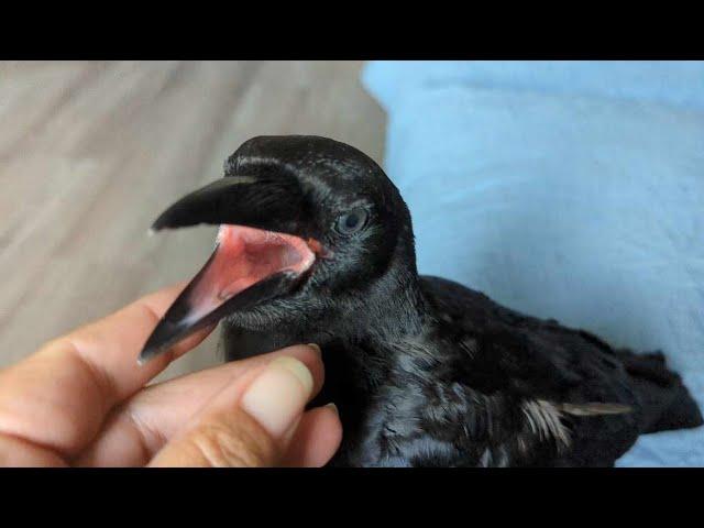 Baby Crow Up Close And Personal 