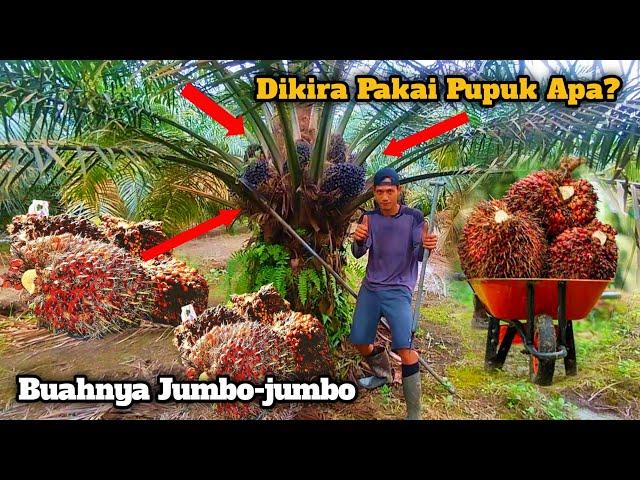 DIKIRA PAKAI PUPUK APA BUAHNYA SUPER JUMBO||PANEN SAWIT UNGGUL YANGAMBI