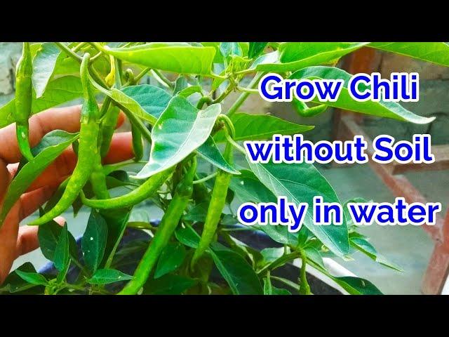 Easy To Grow Chili in Water At Home, How to grow Chili at home in Hydroponic System/chili