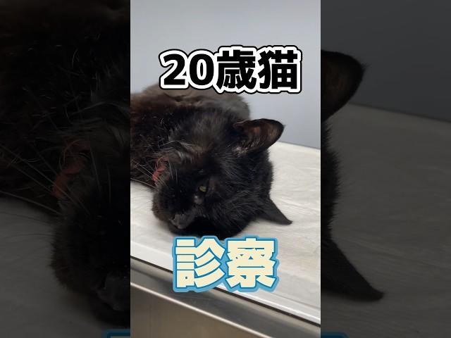 川で溺れていた20歳の猫が動物病院にやってきた！