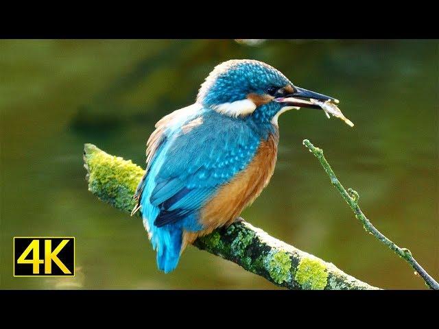 Der Eisvogel bei der Jagd (Kingfisher fishing) [4K]