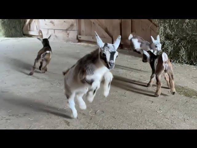 The slow motion baby goat video you didn’t know you need… But do!