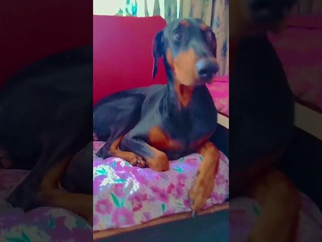 #lifeisbutadream doberman