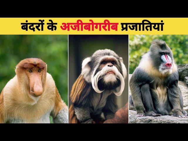 बंदरों के अजीबोगरीब प्रजातियां ! wired and unique monkey in the world