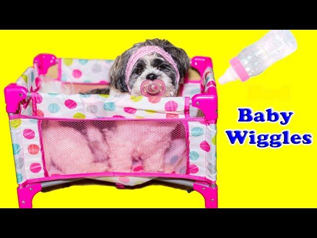 The Assistant has to babysit bad baby dog Wiggles