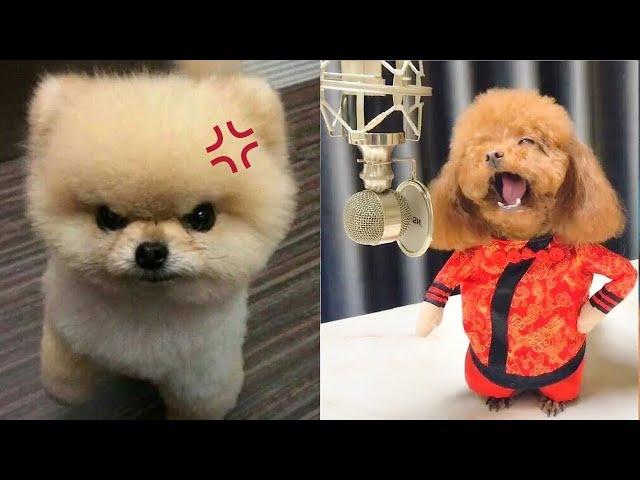 Tik Tok Chó Phốc Sóc Mini  Funny and Cute Pomeranian #407