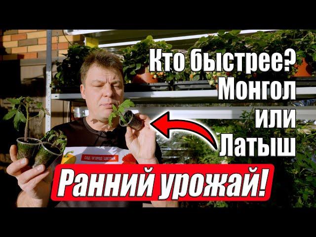 Сажаем томаты на ранний урожай. Кто быстрее? Латыш, Монгол или Желтый монгол?