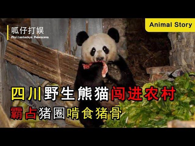四川野生熊猫闯进农村，赶走母猪霸占猪圈，只吃排骨还强迫村民