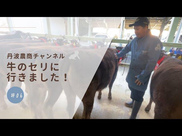 【畜産】但馬家畜市場のセリに牛を出しました！【農業】