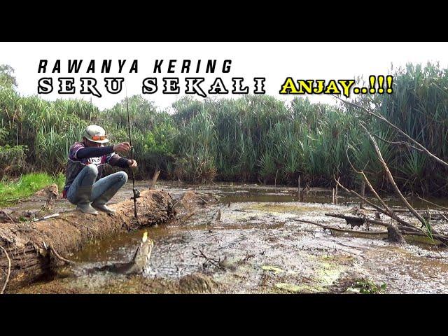 PENEMUAN RAWA TUA YG KERING IKAN PADA TERJEBAK || CASTING GABUS