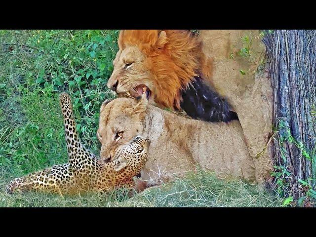 Lioness Catches Leopard While Male Tries His Luck With Her