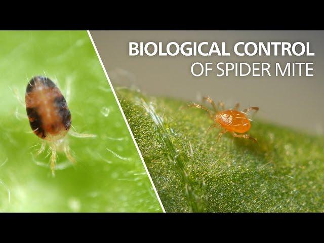 Biological control of spider mite - Phytoseiulus persimilis