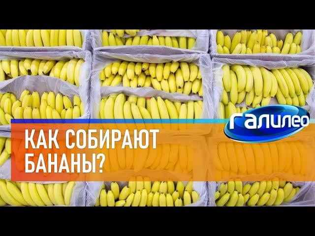 Галилео  Как собирают бананы?