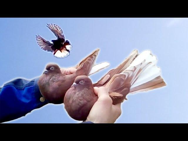 Николаевские голуби. Первый весенний Подкидон 2019 года. Голуби Украины