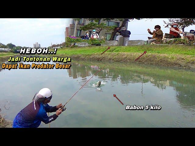 Heboh..mancing di pinggir jalan dapat ikan besar sampai jadi tontonan warga