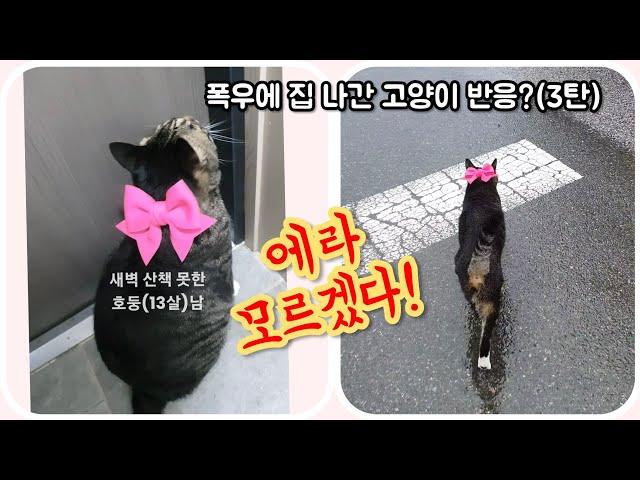 [전체풀영상]폭우에 집 나간 고양이 반응?(3탄)/How did the cat react to the heavy rain? (Part 3)