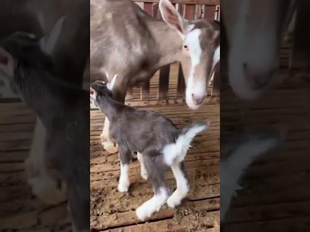 Toggenburg baby learns to suckle with his mother