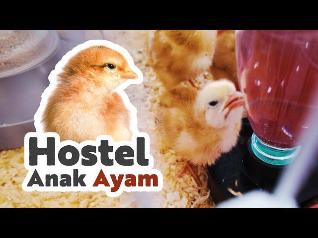 Saya belajar ternak ayam dari kecil